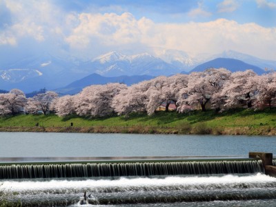 10siroisigawatutumi_sakura1