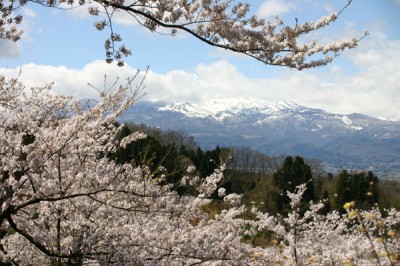 hanamiyama2