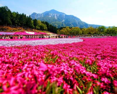 秩父芝桜の2014年開花予想時期は？見頃情報とアクセス情報！