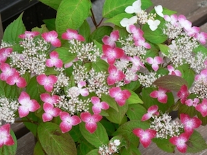 20100605013655
