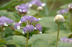 p1360236