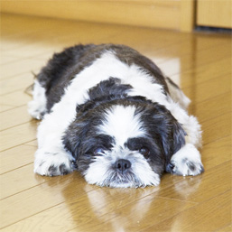 犬の熱中症の症状は？対策や予防法を紹介します！