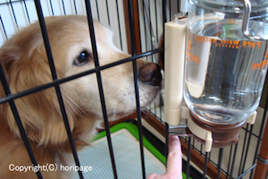 水飲みボトルから水を飲む犬の画像