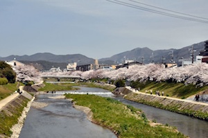 高野川堤防